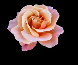 loop_tif_banner_02